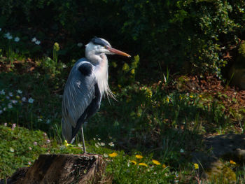 High angle view of gray heron perching on a tree