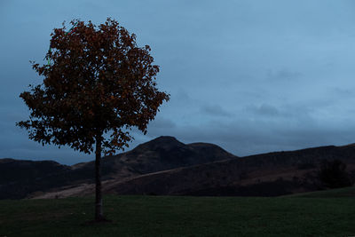 Tree on field against sky