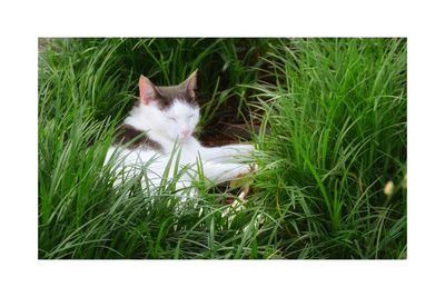 Cat looking away on grassy field