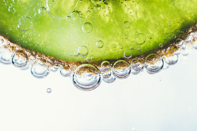 Close-up of water drops on leaf