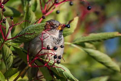 Close-up of bird perching on plant