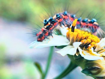 Close-up of insect pollinating on flower