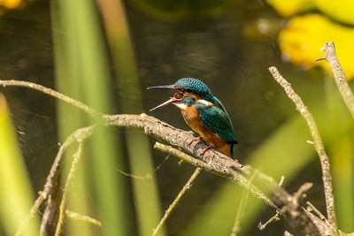 Close-up of kingfisher perching on plant stem