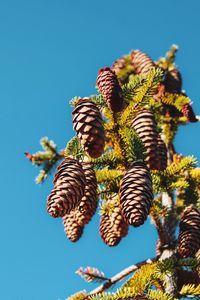 Low angle view of flowering plants against blue sky