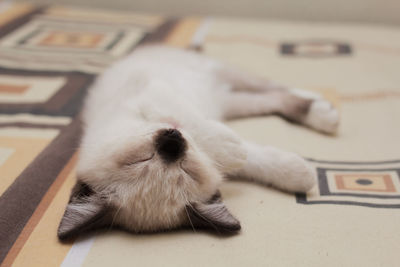 Close-up of a cat sleeping