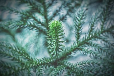 Close-up of fern