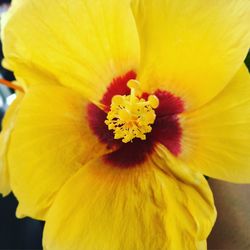 Close-up of yellow flower