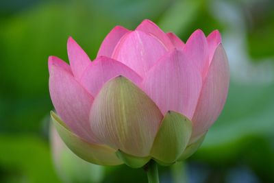 Close-up of pink lotus water lily in pond