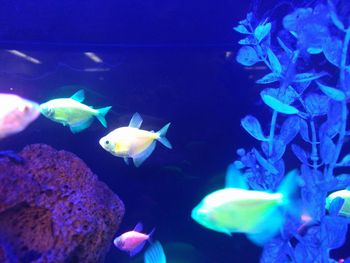 Close-up of fish swimming in aquarium