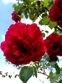 Close-up of red roses blooming against sky