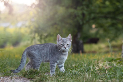 Portrait of cat sitting on grassy field