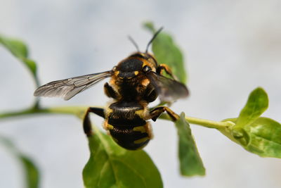 Close-up of bee pollinating flower