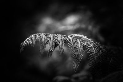 Close-up of fern against blurred background