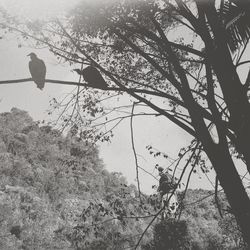 Low angle view of bird perching on tree against sky