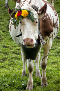 Portrait of cow standing in field