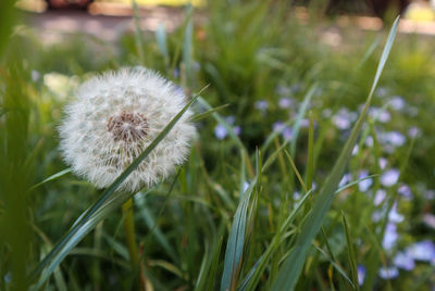 Close-up of dandelion flower on field