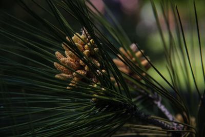 Close-up of pine tree on field