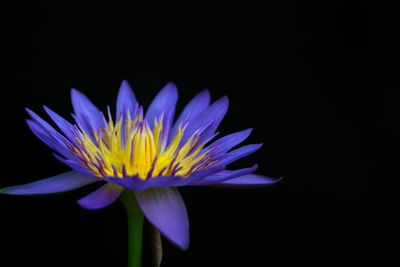 Close-up of water lily against black background