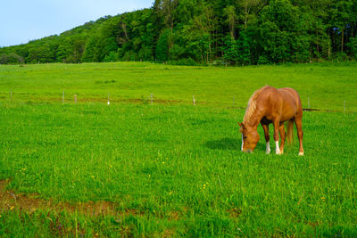 Horse grazing in a field