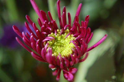 Close-up of pink flower