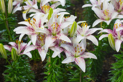 Close-up of pink flowering plant