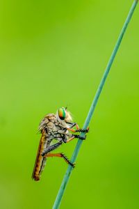 Close-up of insect on leaf