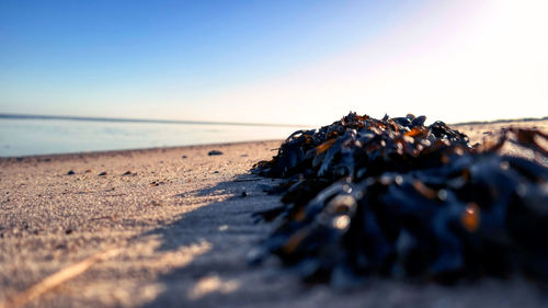 Surface level of sand on beach against clear sky