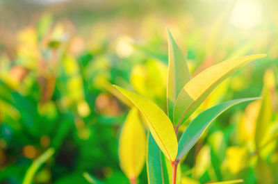 Close-up of yellow leaves on field