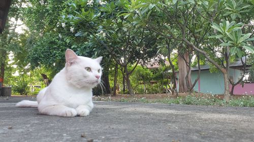 Portrait of cat sitting on a tree