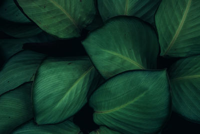 Full frame shot of green leaves