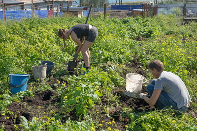 Women dig potatoes in a rustic garden during harvesting on a sunny day in autumn.