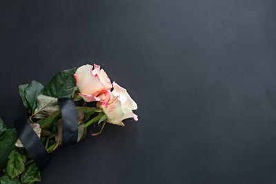 Close-up of rose against black background