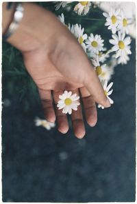 Close-up of hand holding flowers