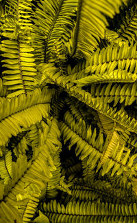 High angle view of fern leaves