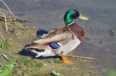 High angle view of mallard duck on field