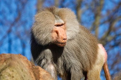 Low angle view of monkey on tree