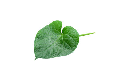 Close-up of green leaf in heart shape isolated on white background