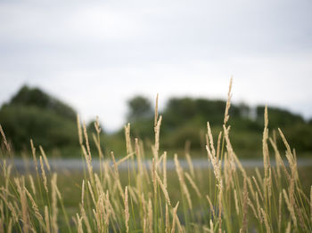 grass