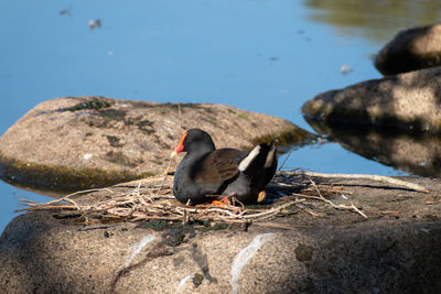 Dusky moorhen gallinula tenebrosa roosting on. a rock next to a lake