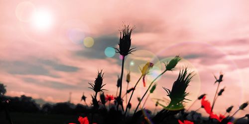 Close-up of purple flowering plant against cloudy sky during sunset