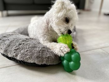 Close-up of a dog lying on floor at home