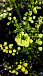 Close-up of yellow flowers