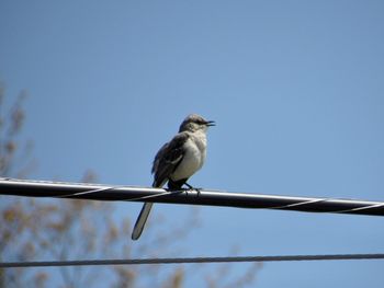 Low angle view of bird perching on cable against clear sky