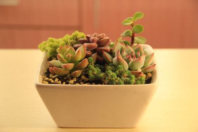 Close-up of potted succulent plants on table
