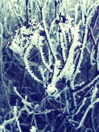 Close-up of frozen plant