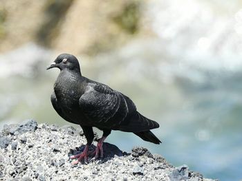 Close-up of bird perching on snow