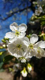 Close-up of white flowers