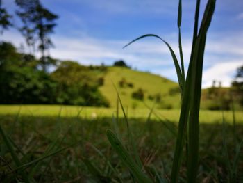 Close-up of plants growing on field