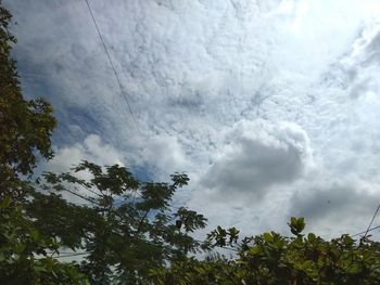 Low angle view of trees against sky