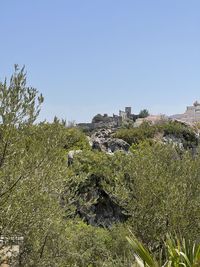 Plants growing on land against clear sky